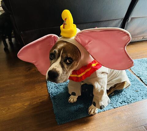 Dog in Dumbo costume