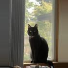 Black cat in the window