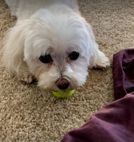 White dog with a tennis ball