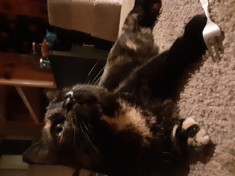 Tortoise shell cat sitting on carpet next to a fork