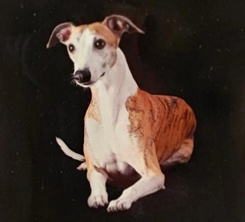 White and brown dog
