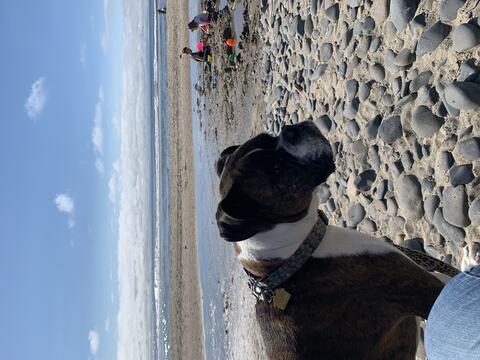 Dog on a beach