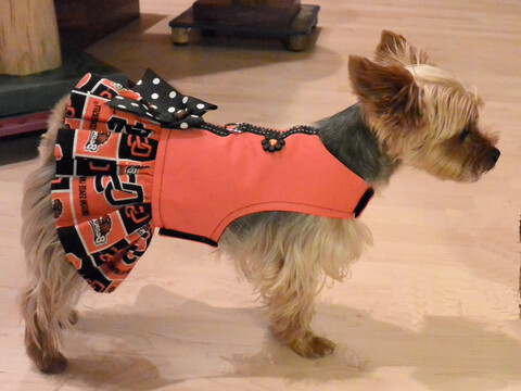 Small dog in an Oregon State University dress
