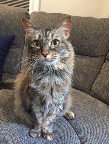 Gray long hair cat on a gray couch