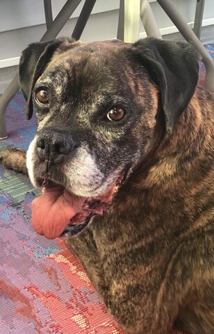 Brindle Boxer