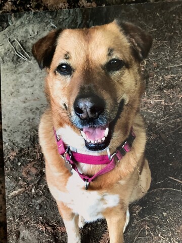Brown down with a red collar sitting in the dirt