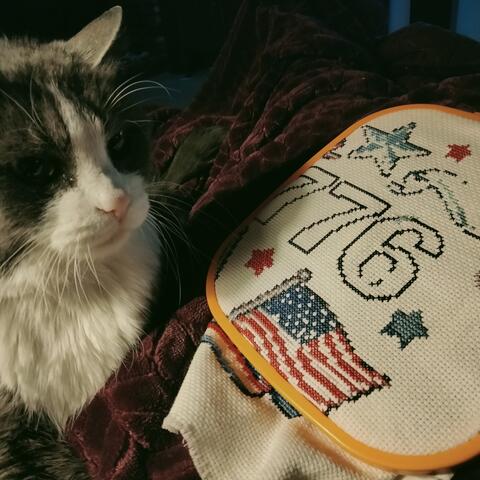 Cat sitting on a blanket