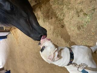 White dog licking a horse