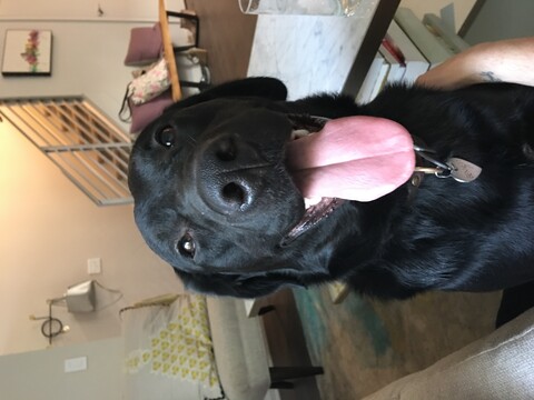 Black lab with his tongue out smiling at the camera