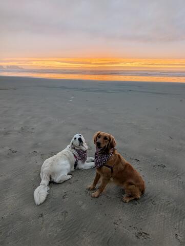 White dog and brown dog on the beach