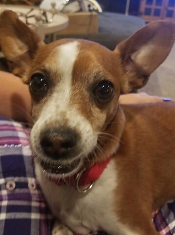 Brown and white dog with red collar