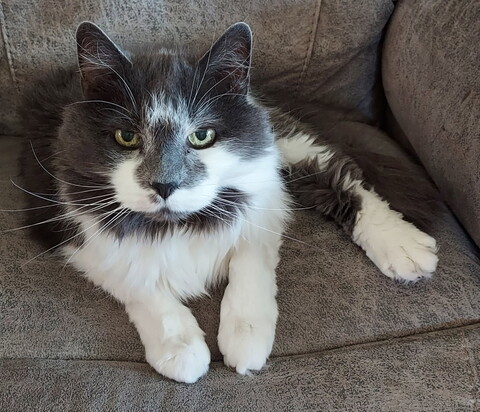 white and grey cat sitting on a grey chair