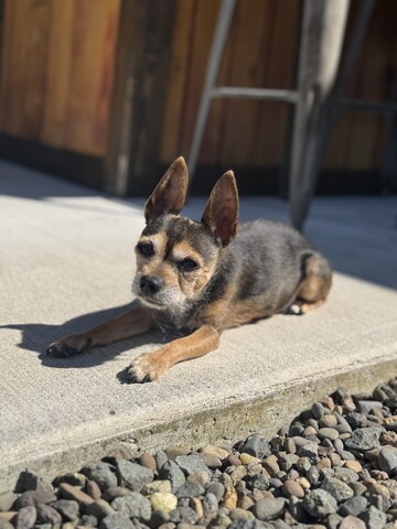 Dog laying on concrete