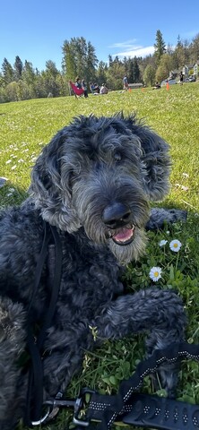 Dog in grass field