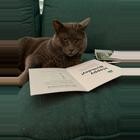 Grey cat looking at book