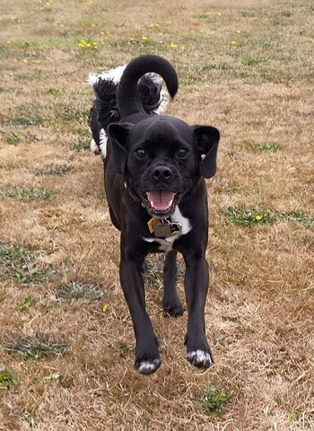 Black dog running towards the camera