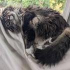 Grey fluffy cat laying on back