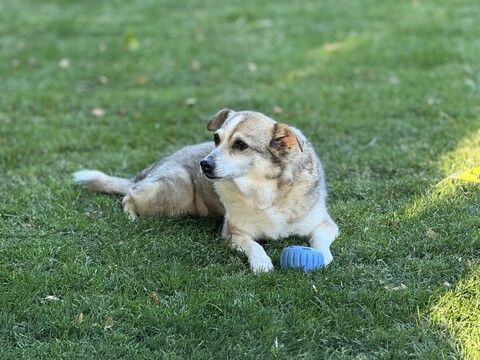 Dog laying in grass field with blue toy