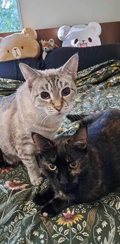 2 cats looking at camera
