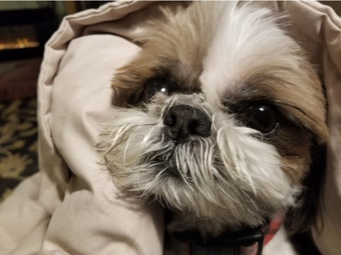 Dog in coat