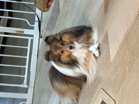 Sheltie laying on floor with paws crossed