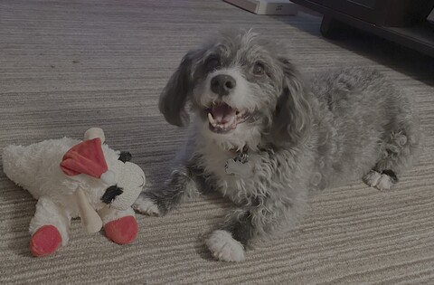 Dog laying with stuffed toy