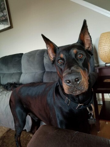 Dog looking into camera