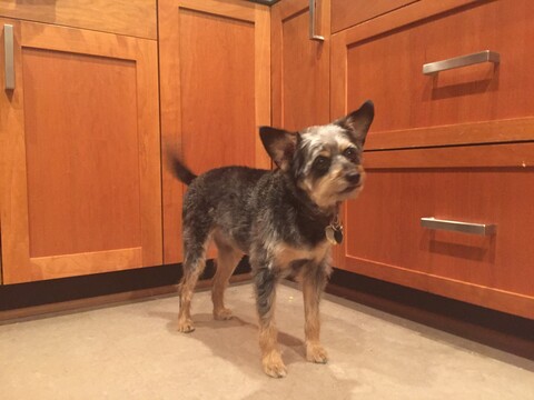 Dog standing in kitchen