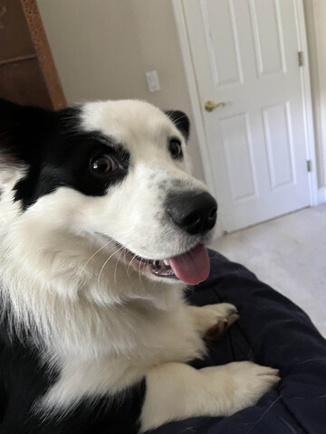 black and white dog with tongue out