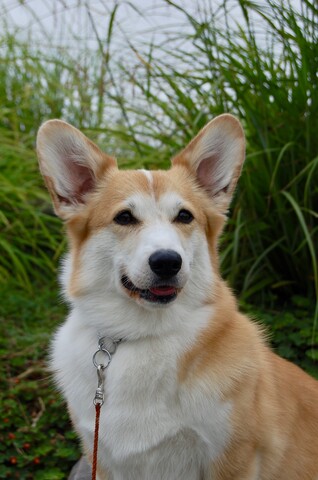 Corgi in tall grass