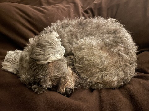 Dog curled up on cushion
