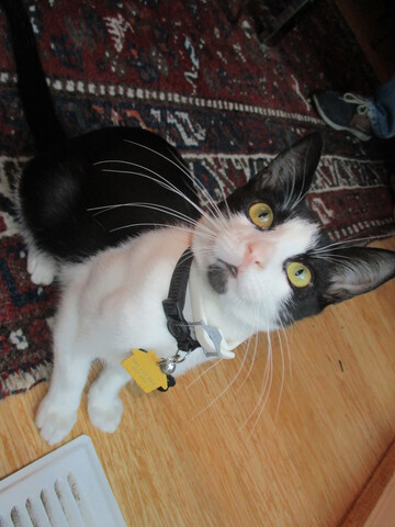 black and white cat looking up