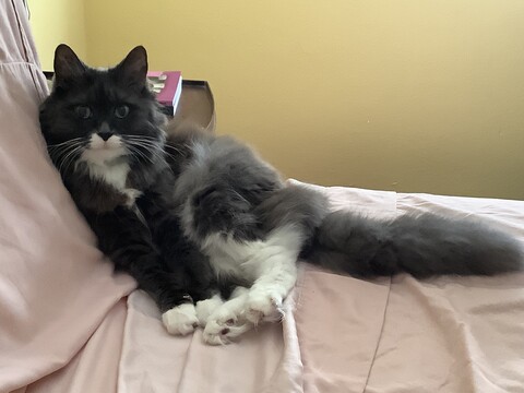 fluffy cat laying on bed