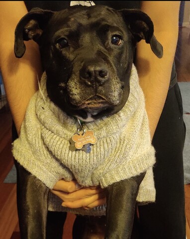 black dog in grey sweater
