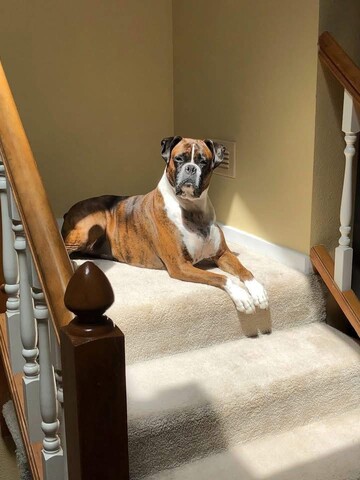 Brown dog laying on the stairs