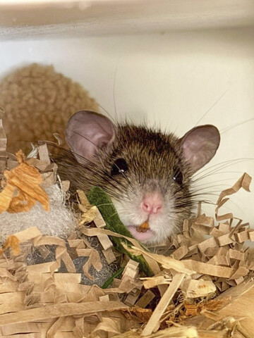 rat in shavings