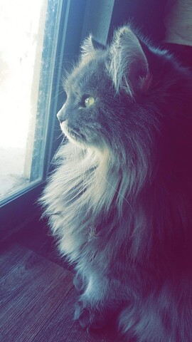 cat looking out window