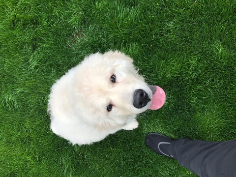 dog in grass looking up a camera