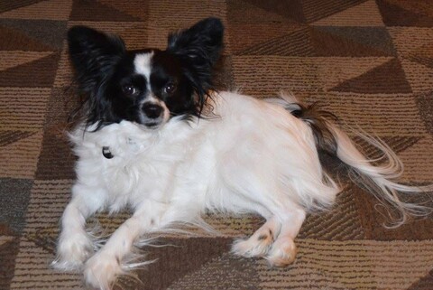 Black and white dog laying on carpet