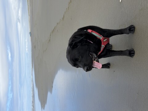 Black dog on the beach