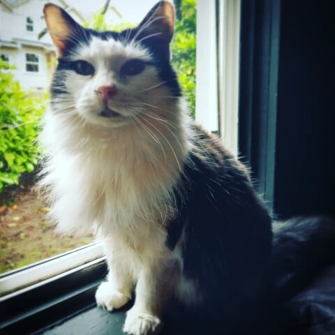 cat in window