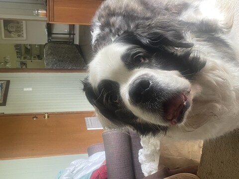 dog staring into camera