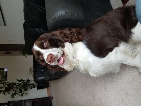 dog in front of couch looking at camera