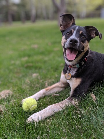 don in grass with tennis ball