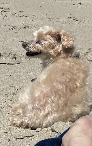 Blonde dog in sand