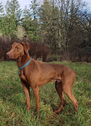 Brown dog standing in grass field