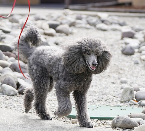 Grey dog on the beach