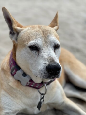 tan dog laying in the sand