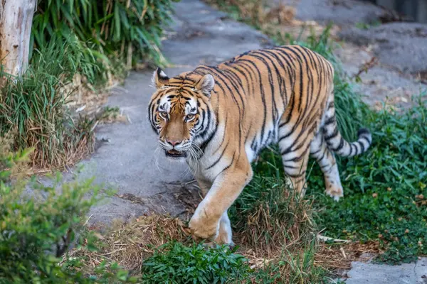 Bernadette at Oregon Zoo
