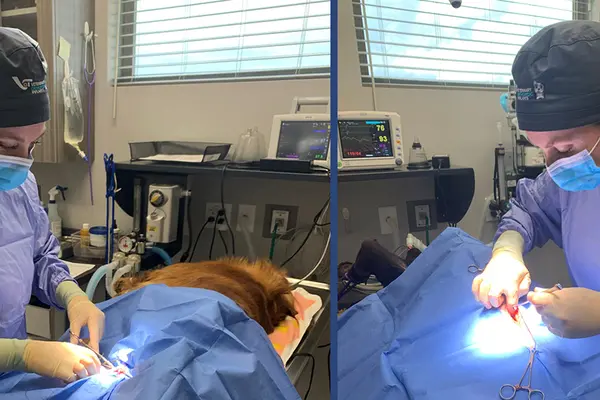 Dr. Amy Harbord, DVM '17, performs surgery during a typical day at work at Aumsville Animal Clinic. Photo courtesy of Dr. Harbord.  